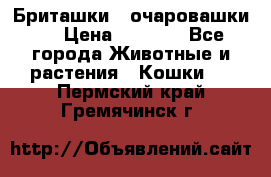 Бриташки - очаровашки.  › Цена ­ 3 000 - Все города Животные и растения » Кошки   . Пермский край,Гремячинск г.